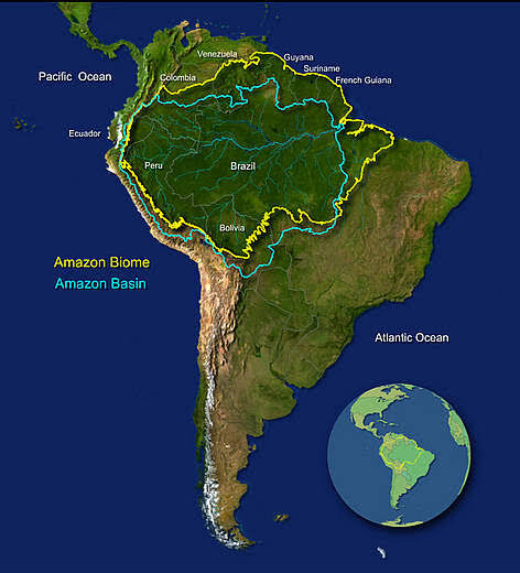 Amazon forest